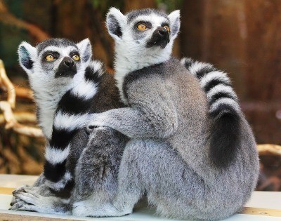 JVZoo Lemurs